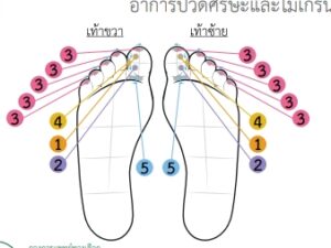 ตำแหน่ง นวดกดจุดสกัด