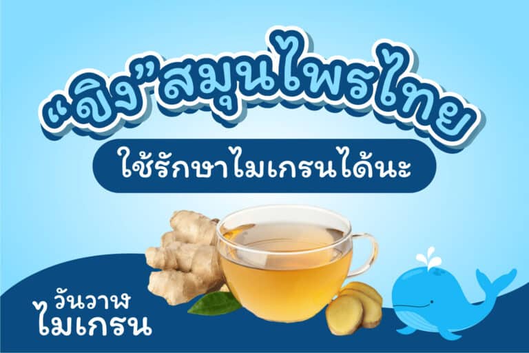 ขิงสมุนไพรไทย ใช้รักษาโรคไมเกรนได้นะ
