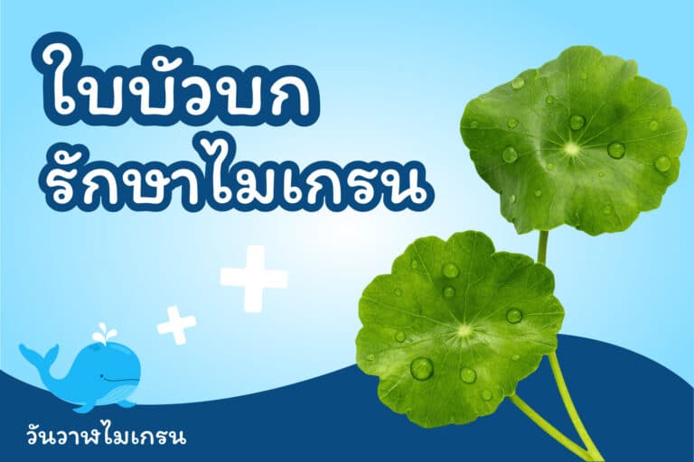 รักษาไมเกรนด้วย ใบบัวบก