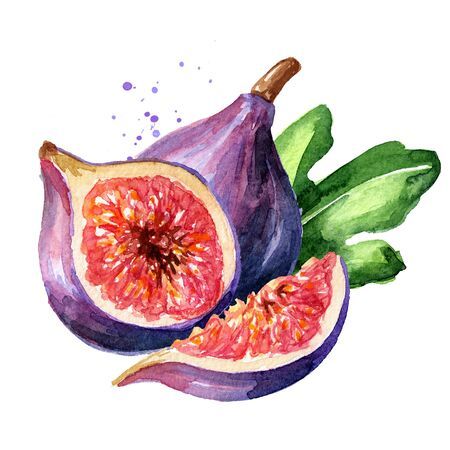 มะเดื่อฝรั่งหรือลูกฟิก (Fig)
