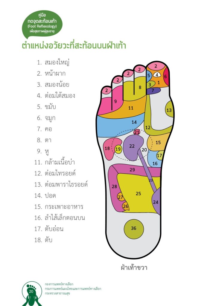 ทฤษฎีเส้นพลังเส้น (Meridian Theory) การนวดกดจุดฝ่าเท้า