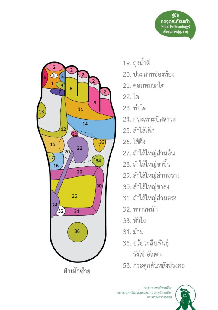 ทฤษฎีเส้นพลังเส้น (Meridian Theory) การนวดกดจุดฝ่าเท้า