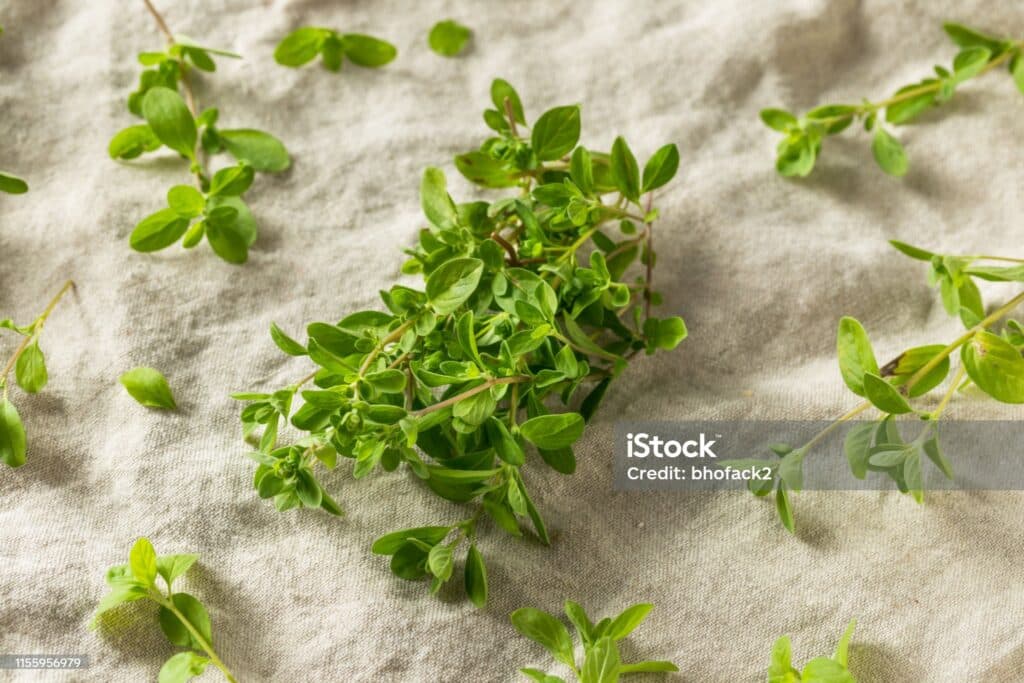 บำบัดไมเกรน (สวีต มาจอร์แรม (Sweet Marjoram))